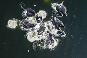 USA, Alaska, Aerial view of Humpback Whales (Megaptera novaeangliae