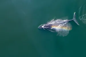 USA, Alaska, Aerial view of rainbow-colored mist hanging above Humpback Whale USA, Alaska, Aerial view of rainbow-colored mist hanging above Humpback Whale