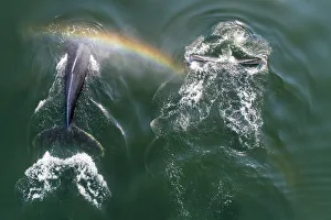 Rainbow Prints: USA, Alaska, Aerial view of rainbow above Humpback Whales (Megaptera novaeangliae