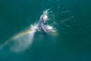 Rainbow Prints: USA, Alaska, Aerial view rainbow and mist above diving Humpback Whale