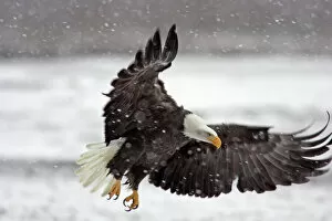 Images Dated 13th November 2007: USA, Alaska, Alaska Chilkat Bald Eagle Preserve. Bald eagle flies in snowstorm. Credit as