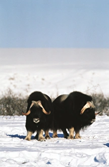 USA, Alaska, Alaska North Slope, Arctic National Wildlife Refuge, Musk ox bulls standing
