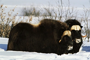 North Slope Prints: USA, Alaska, Alaska North Slope, Arctic National Wildlife Refuge, Musk ox bulls standing
