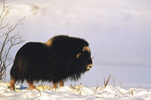 Images Dated 13th February 2013: USA, Alaska, Alaska North Slope, Arctic National Wildlife Refuge, Musk ox bull standing