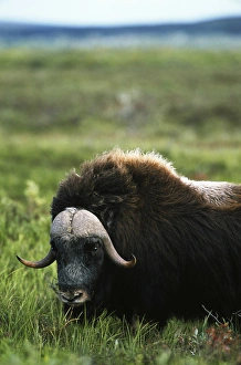 Images Dated 13th February 2013: USA, Alaska, Alaska North Slope, Arctic National Wildlife Refuge, Musk ox bull standing