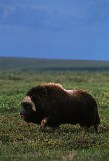 Images Dated 13th February 2013: USA, Alaska, Alaska North Slope, Arctic National Wildlife Refuge, Musk ox bull walking