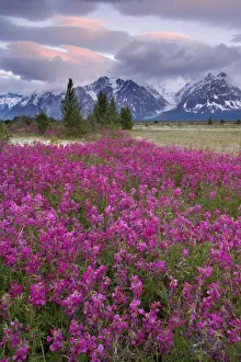 USA, Alaska, Alsek River Valley. View of wildflowers and Fairweather Range