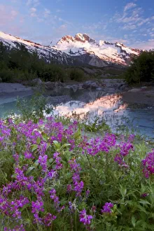 USA, Alaska, Alsek-Tatshenshini Wilderness. View of wildflowers, pond, and mountains