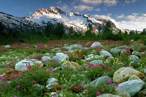 Rock Garden Prints: USA, Alaska, Alsek-Tatshenshini Wilderness. View of rock garden, flowers, and mountains