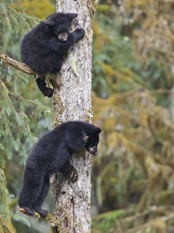 USA, Alaska, Anan Creek. Two black bear cubs in a tree