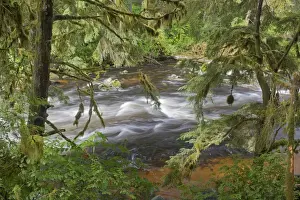 Cedar Prints: USA, Alaska, Anan Creek. Scenic of creek between cypress trees