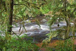 Creek Prints: USA, Alaska, Anan Creek. Scenic with rapids and trees