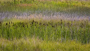 Reed Prints: USA, Alaska, Anchorage. Scenic of Potter Marsh