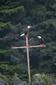 Rainy Prints: USA, Alaska, Angoon, Bald Eagles (Haliaeetus leucocephalus) resting on cross memorial
