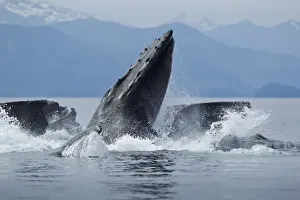 Whale Prints: USA, Alaska, Angoon, Close-up of Humpback Whales (Megaptera novaengliae) lunging