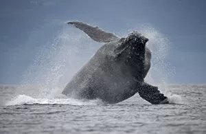 Images Dated 20th August 2007: USA, Alaska, Angoon, Humpback Whale (Megaptera novaengliae) breaching in Chatham