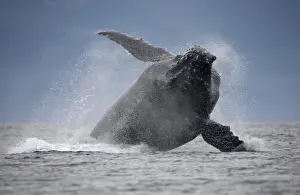 Breaching Prints: USA, Alaska, Angoon, Humpback Whale (Megaptera novaengliae) breaching in Chatham