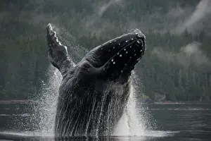 Images Dated 20th August 2007: USA, Alaska, Angoon, Humpback Whale (Megaptera novaengliae) breaching in Chatham