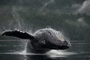 Images Dated 20th August 2007: USA, Alaska, Angoon, Humpback Whale (Megaptera novaengliae) breaching in Chatham