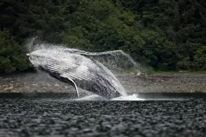 Images Dated 21st August 2007: USA, Alaska, Angoon, Humpback Whale (Megaptera novaengliae) breaching in Chatham