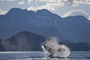 USA, Alaska, Angoon, Humpback Whale (Megaptera novaengliae) slapping tail in Chatham