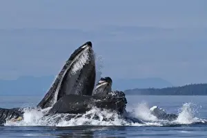 USA, Alaska, Angoon, Humpback Whales (Megaptera novaengliae) lunge from sea while