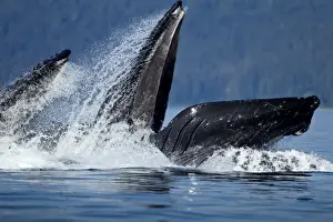 USA, Alaska, Angoon, Humpback Whales (Megaptera novaengliae) lunge from sea while