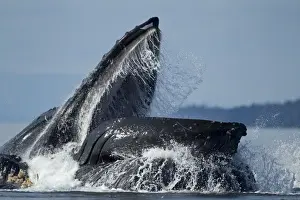 Images Dated 28th July 2010: USA, Alaska, Angoon, Humpback Whales (Megaptera novaengliae) lunge from sea while