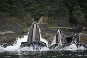 Images Dated 22nd August 2007: USA, Alaska, Angoon, Humpback Whales (Megaptera novaengliae) lunging from water while