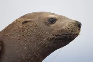Endangered Specie Prints: USA, Alaska, Angoon, Steller sea lion (Eumetopias jubatus) resting along Chatham