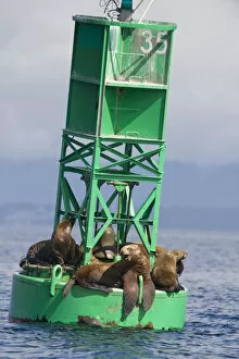 USA, Alaska, Angoon, Steller sea lions (Eumetopias jubatus) resting on navigational