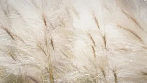 Muted Prints: USA, Alaska, Arctic. Abstract of foxtail barley