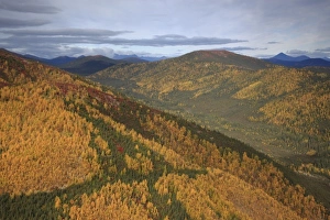 Hill Side Prints: USA, Alaska, Arctic Circle, Bettles. Fall colors turn hillsides golden