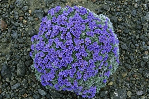 Alaskan Prints: USA, Alaska, Arctic Forget-Me-Not