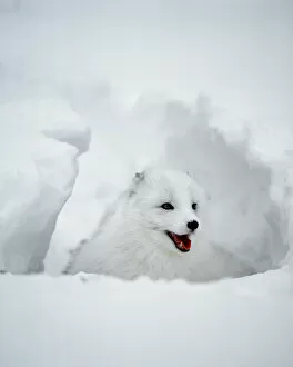 Images Dated 26th June 2007: USA, Alaska. Arctic fox in winter coat. Credit as: Jim Zuckerman / Jaynes Gallery / Danita Delimont