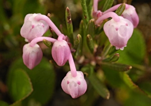 Images Dated 15th June 2005: USA, Alaska, Arctic National Wildlife Refuge, Kongakut River Valley, Bog rosemary wildflowers