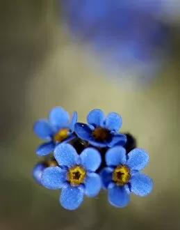 Images Dated 15th June 2005: USA, Alaska, Arctic National Wildlife Refuge, Kongakut River Valley, Alpine forget-me-not