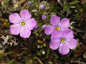 Images Dated 15th June 2005: USA, Alaska, Arctic National Wildlife Refuge, Kongakut River Valley, Siberian flox wildflowers
