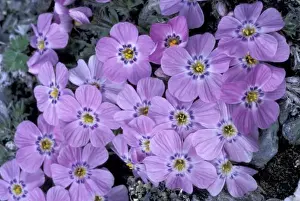 Kongakut River Prints: USA, Alaska, Arctic NWR. Siberian phlox on alpine ridge, Brooks Range, Kongakut River