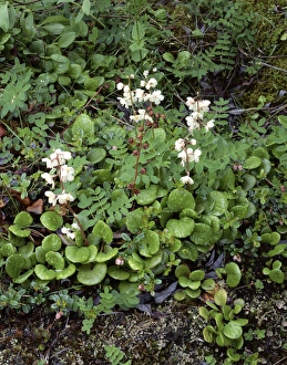 Images Dated 29th December 2011: USA, Alaska, Arctic Wintergreen, Tundra, Denali National Park