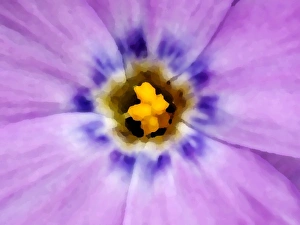 Images Dated 15th June 2005: USA, Alaska, Artic National Wildlife Refuge, Kongakut River Valley, Abstract close-up