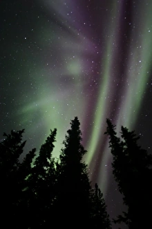 Images Dated 12th September 2005: USA. Alaska. The aurora borealis dances in the night sky over Denali NP with hues of green