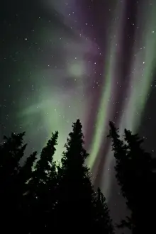 Astronomy Prints: USA. Alaska. The aurora borealis dances in the night sky over Denali NP with hues of green