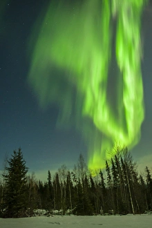 Images Dated 2nd March 2015: USA, Alaska. Aurora borealis over forest