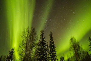 Images Dated 11th March 2015: USA, Alaska. Aurora borealis over forest
