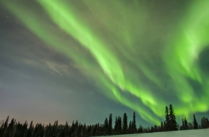 Images Dated 1st March 2015: USA, Alaska. Aurora borealis over forest