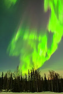 Northern Lights Prints: USA, Alaska. Aurora borealis and forest at sunset