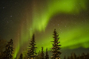 Spruce Prints: USA, Alaska. Aurora borealis over spruce forest