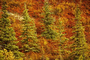 USA, Alaska, Autumn hillside