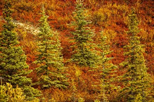 USA, North America, Alaska Gallery: USA, Alaska, Autumn hillside